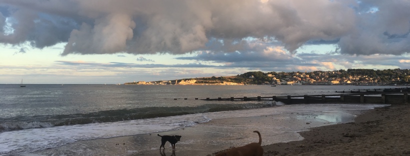 Dogs enjoying Swanage beach in the evening