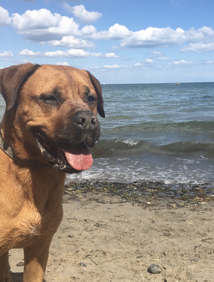 Larry dog on the beach